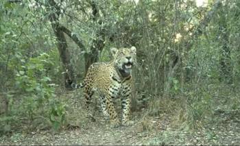 El millonario daño ambiental de la muerte de la yaguareté Acaí que profundiza la crisis | Desastre ambiental