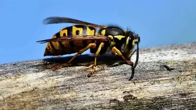 Por qué es tan peligrosa la "chaqueta amarilla", la avispa carnívora que ataca picnics en la Patagonia y que no se ahuyenta con repelentes Por qué es tan peligrosa la "chaqueta amarilla", la avispa carnívora que ataca picnics en la Patagonia y que no se ahuyenta con repelentes
