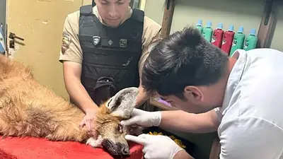 Rescataron a un aguará guazú en Córdoba: el "zorro grande" es especie protegida Rescataron a un aguará guazú en Córdoba: el "zorro grande" es especie protegida