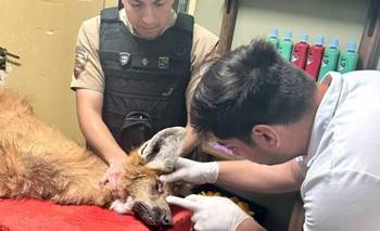 Rescataron a un aguará guazú en Córdoba: el "zorro grande" es especie protegida | Animales