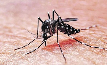 Llegó el dengue: ya se reportaron cuatro casos en el AMBA | Ciencia 