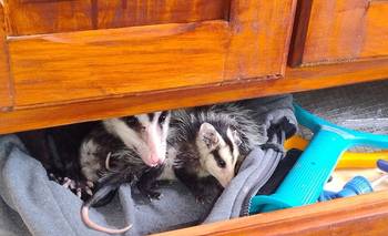 Sorpresa en Córdoba: encontró una familia de comadrejas en su ropero | Animales salvajes