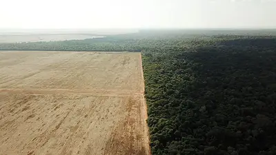 Deforestación en región brasileña de Cerrado merma la producción potencial de soja: estudio Deforestación en región brasileña de Cerrado merma la producción potencial de soja: estudio