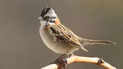El pájaro que más vas a escuchar en primavera por su canto envolvente El pájaro que más vas a escuchar en primavera por su canto envolvente