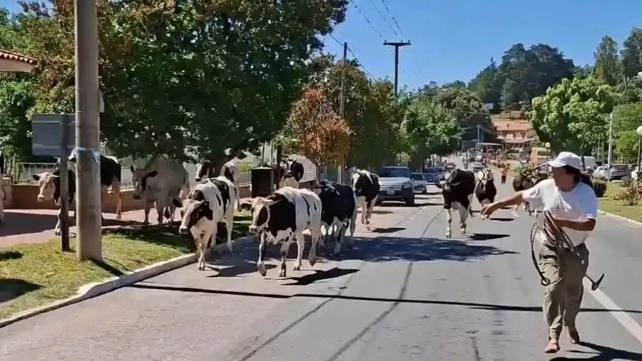 Triple choque en Córdoba: un camión impactó contra un colectivo y 23 vacas quedaron sueltas en la ruta