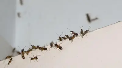 Hormigas Hormigas