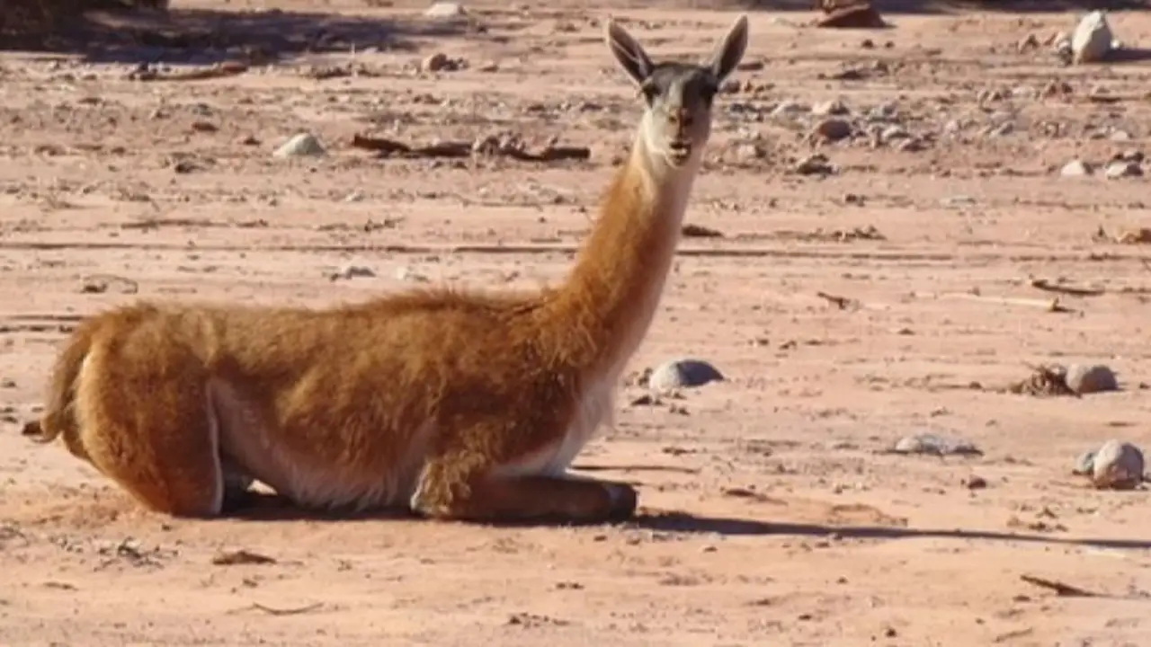 Defensa del medio ambiente: La Rioja impulsa un innovador Centro para el Rescate y Recuperación de fauna salvaje