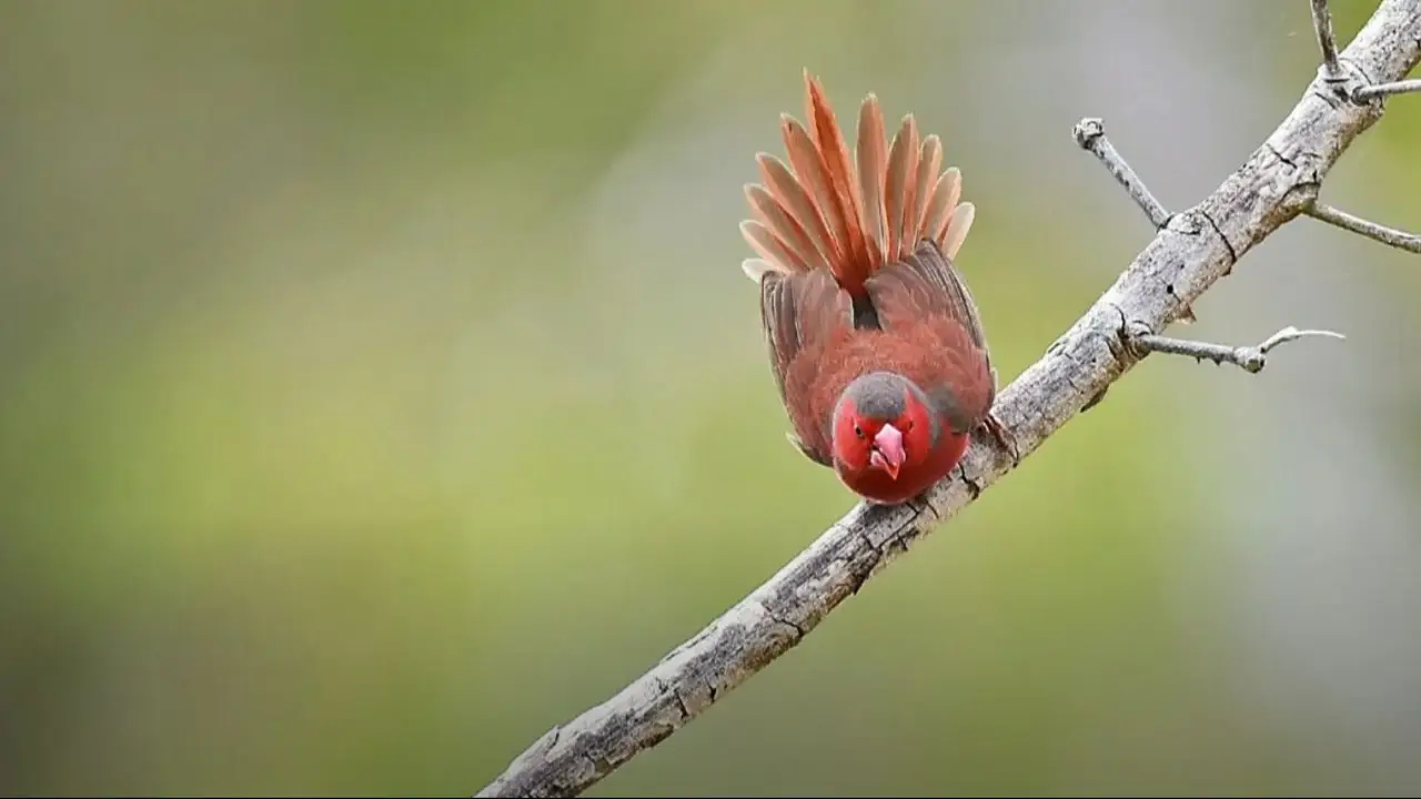Los 3 pájaros que vas a escuchar más en primavera: los cantos que embellecen las mañanas en Argentina