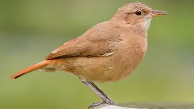 Pájaro Pájaro