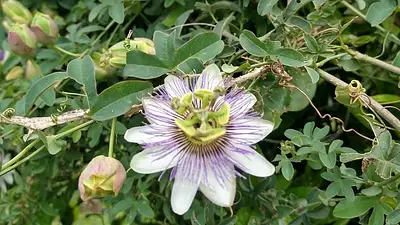 Cuál es la planta que parece un yuyo pero da un delicioso fruto. Cómo luce la planta de mburucuyá. Cuál es la planta que parece un yuyo pero da un delicioso fruto. Cómo luce la planta de mburucuyá.