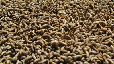 Larvas Larvas