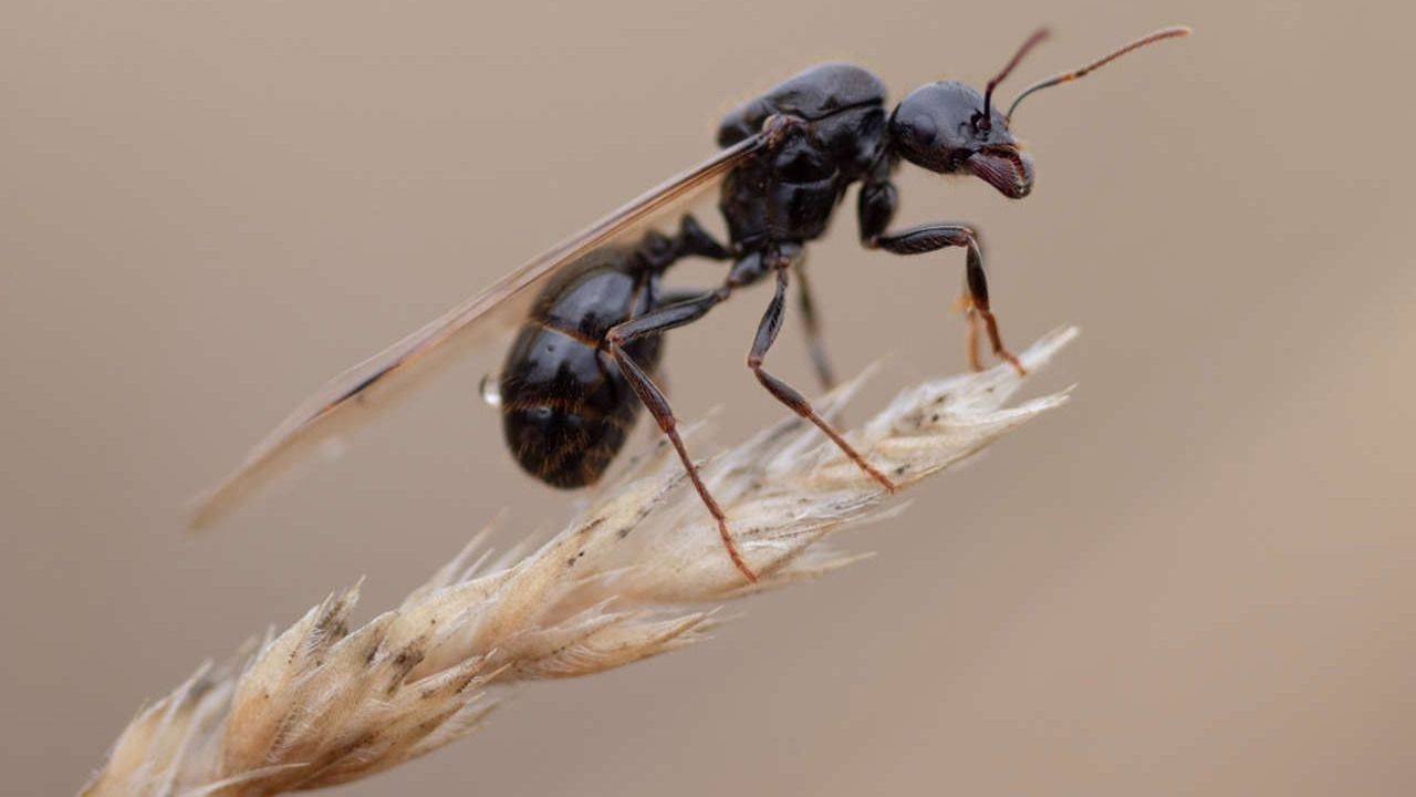 Por qué hay invasión de hormigas voladoras en el AMBA: significado y las zonas más afectadas