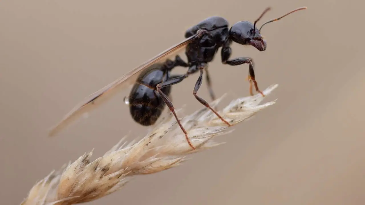 Por qué hay invasión de hormigas voladoras en el AMBA: significado y las zonas más afectadas
