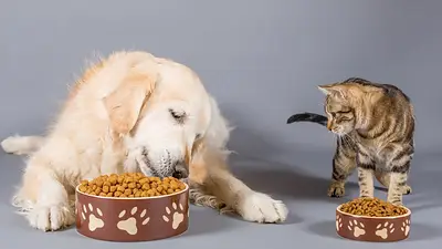 Perro y gato comiendo Perro y gato comiendo