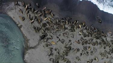 Antártida: desapareció el 50% de las focas hembras en Georgia del Sur por el avance de la gripe aviar