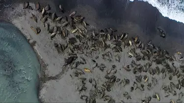 Antártida: desapareció el 50% de las focas hembras en Georgia del Sur por el avance de la gripe aviar