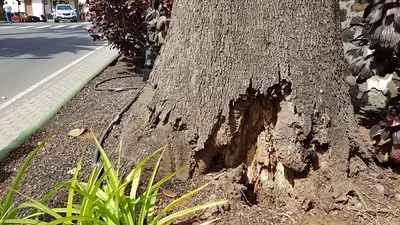 Árboles Árboles