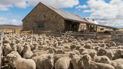 Crisis en Chubut: el stock ovino cayó más de 50% en 40 años Crisis en Chubut: el stock ovino cayó más de 50% en 40 años
