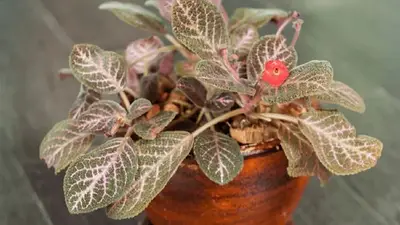 Cuál es la planta de tercipelo. Cuál es la planta de tercipelo.