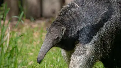 Fue rescatado hace 2 años y ahora no puede volver a la naturaleza: la historia del oso hormiguero Arasunu Fue rescatado hace 2 años y ahora no puede volver a la naturaleza: la historia del oso hormiguero Arasunu