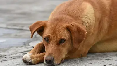 Cómo reconocer un golpe de calor en tu mascota. Cómo reconocer un golpe de calor en tu mascota.