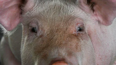 España registra en jabalíes los primeros casos de peste porcina africana desde 1994 España registra en jabalíes los primeros casos de peste porcina africana desde 1994