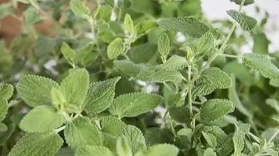 Cuál es la planta que ayuda a ahuyentar los mosquitos. Hierba gatera para ahuyentar los mosquitos. Cuál es la planta que ayuda a ahuyentar los mosquitos. Hierba gatera para ahuyentar los mosquitos.