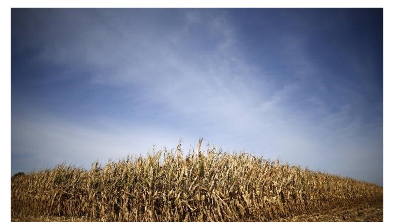 El 2014 dejará un récord histórico de la producción mundial de cereales