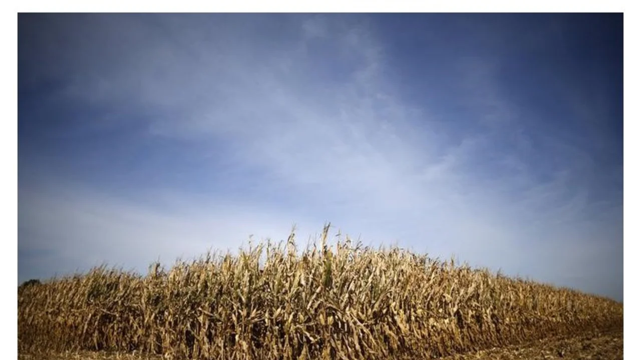 El 2014 dejará un récord histórico de la producción mundial de cereales