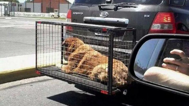 Randazzo calificó de "crueldad" llevar animales en jaula fuera de los autos
