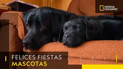 National Geographic lanzó una publicidad contra el uso de pirotecnia que busca cuidar a las mascotas National Geographic lanzó una publicidad contra el uso de pirotecnia que busca cuidar a las mascotas