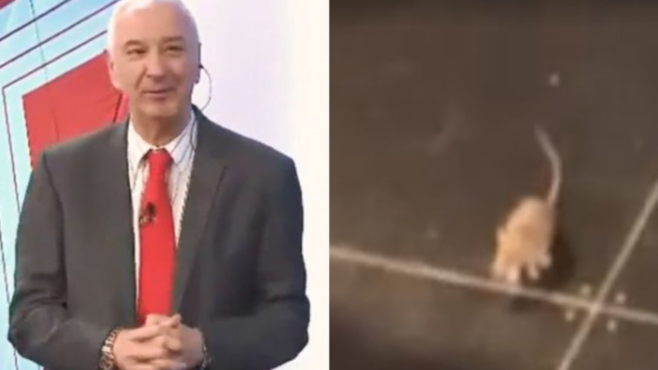 Insólito momento: apareció una rata en medio del programa de Mauro Viale
