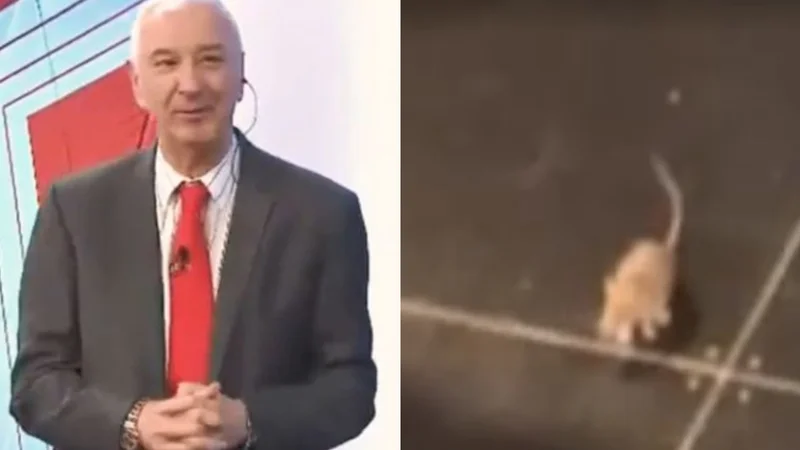 Insólito momento: apareció una rata en medio del programa de Mauro Viale