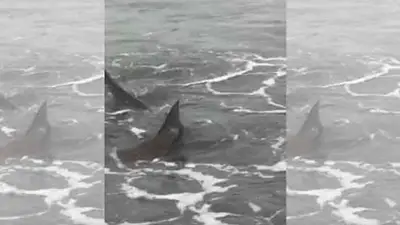 Pánico: aparecieron tiburones en Monte Hermoso Pánico: aparecieron tiburones en Monte Hermoso