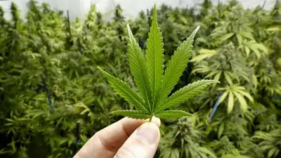 Chaco se prepara para recibir la ExpoIndustria Cannabis Chaco se prepara para recibir la ExpoIndustria Cannabis