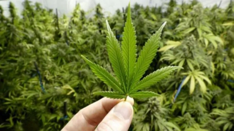Expo Cannabis en La Rural: con el doble de stands y pabellones arranca la segunda exposición