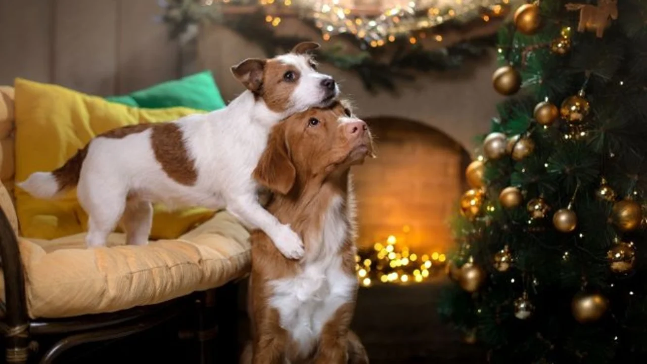 Consejos para cuidar a tus mascotas de la pirotecnia en Navidad