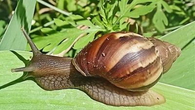 caracol gigante africano caracol gigante africano