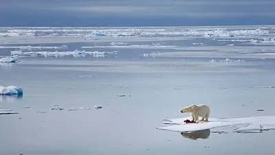La ONU confirma récord de calor en el Ártico y "enciende las alarmas" sobre el cambio climático La ONU confirma récord de calor en el Ártico y "enciende las alarmas" sobre el cambio climático