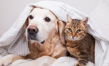 Gatos vs perros: la ciencia decide quién es el rey de la inteligencia animal | Animales