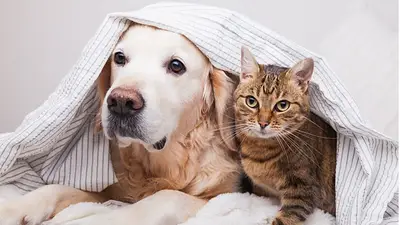 Consejos para proteger a tus mascotas de la pirotecnia en Navidad y Año Nuevo. Consejos para proteger a tus mascotas de la pirotecnia en Navidad y Año Nuevo.