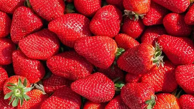 Cómo almacenar correctamente las frutillas. Cómo guardar frutillas sin que se pudran. Cómo almacenar correctamente las frutillas. Cómo guardar frutillas sin que se pudran.