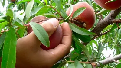 Los mercados reconocen a Argentina por el combate contra el trabajo infantil Los mercados reconocen a Argentina por el combate contra el trabajo infantil