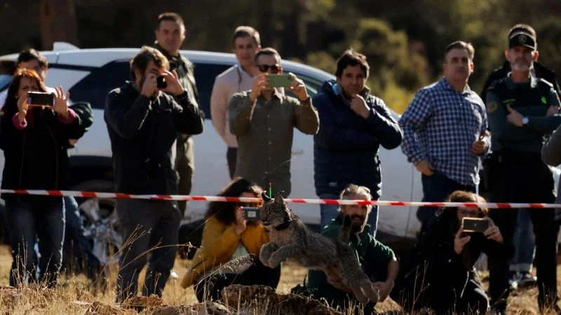 Liberan cinco linces ibéricos en peligro de extinción para poblar un nuevo territorio en España