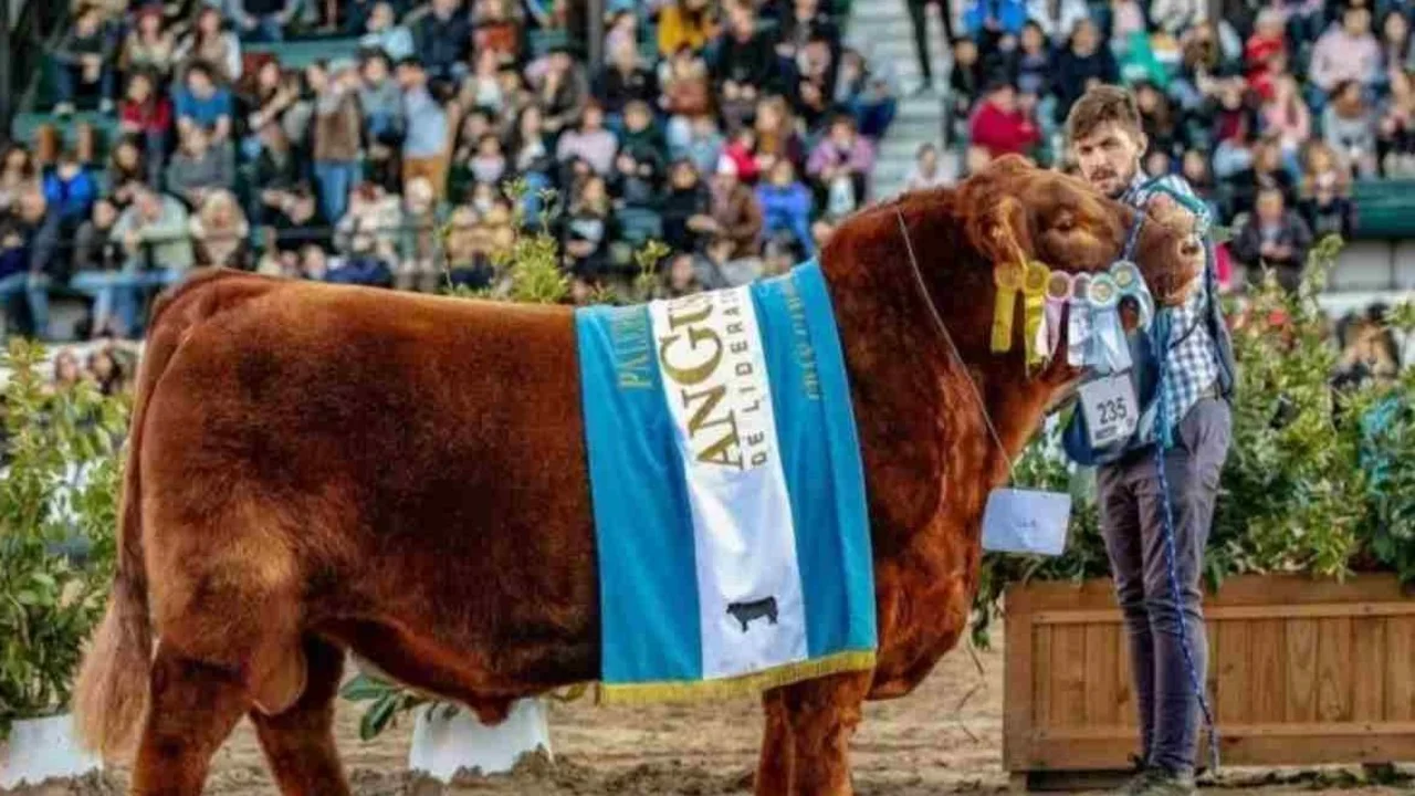 Mateo toro campeón mundial 