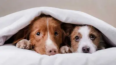 Mascotas Mascotas
