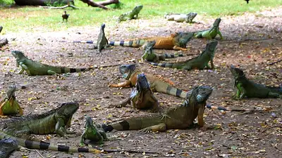 Lluvia de iguanas Lluvia de iguanas