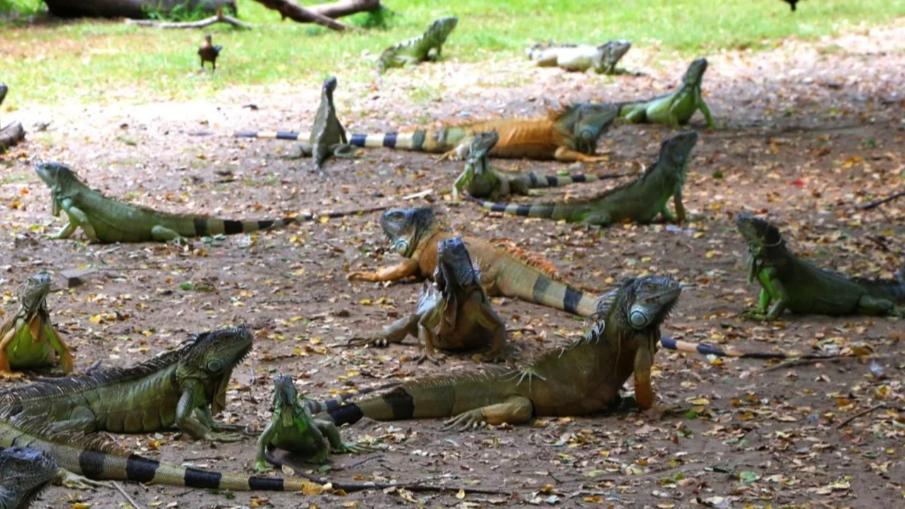 Lluvia de iguanas
