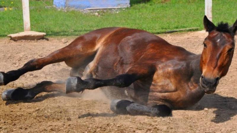 El sector ganadero en alerta: analizan casos positivos de una curiosa enfermedad que afecta a los caballos