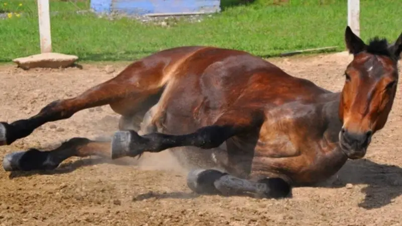El sector ganadero en alerta: analizan casos positivos de una curiosa enfermedad que afecta a los caballos